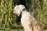 IRISH WHEATEN TERRIER 007